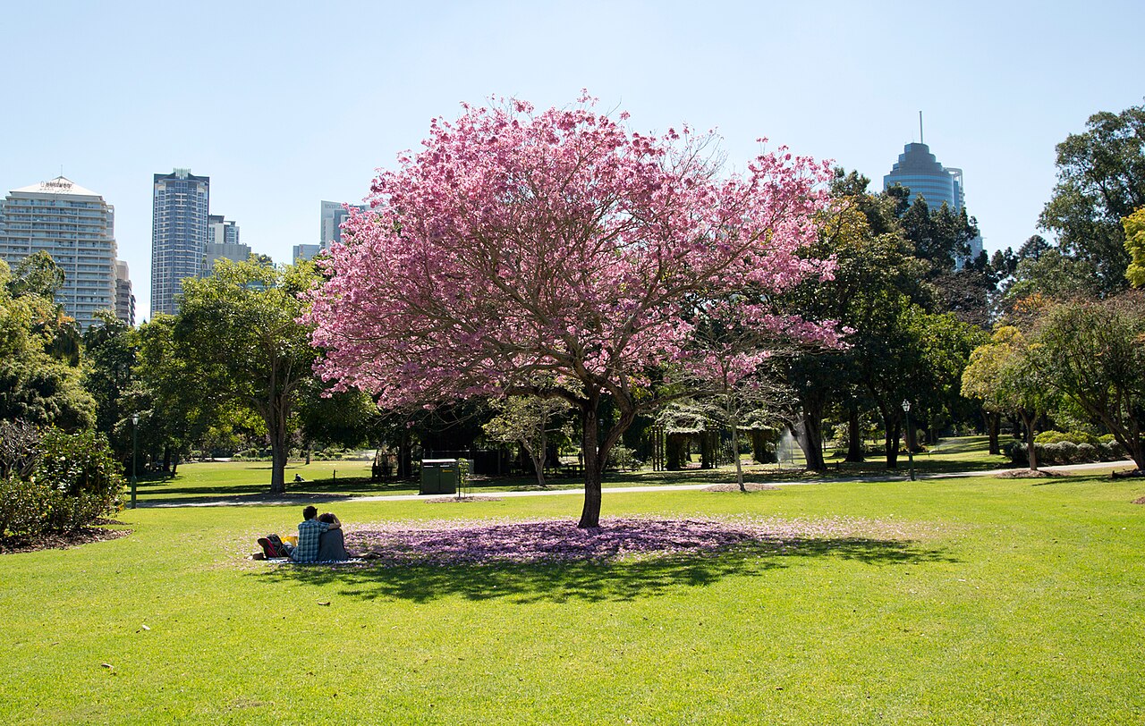 Pink-flowering tree on the lawn at Brisbane’s City Botanic Gardens, with city buildings behind.